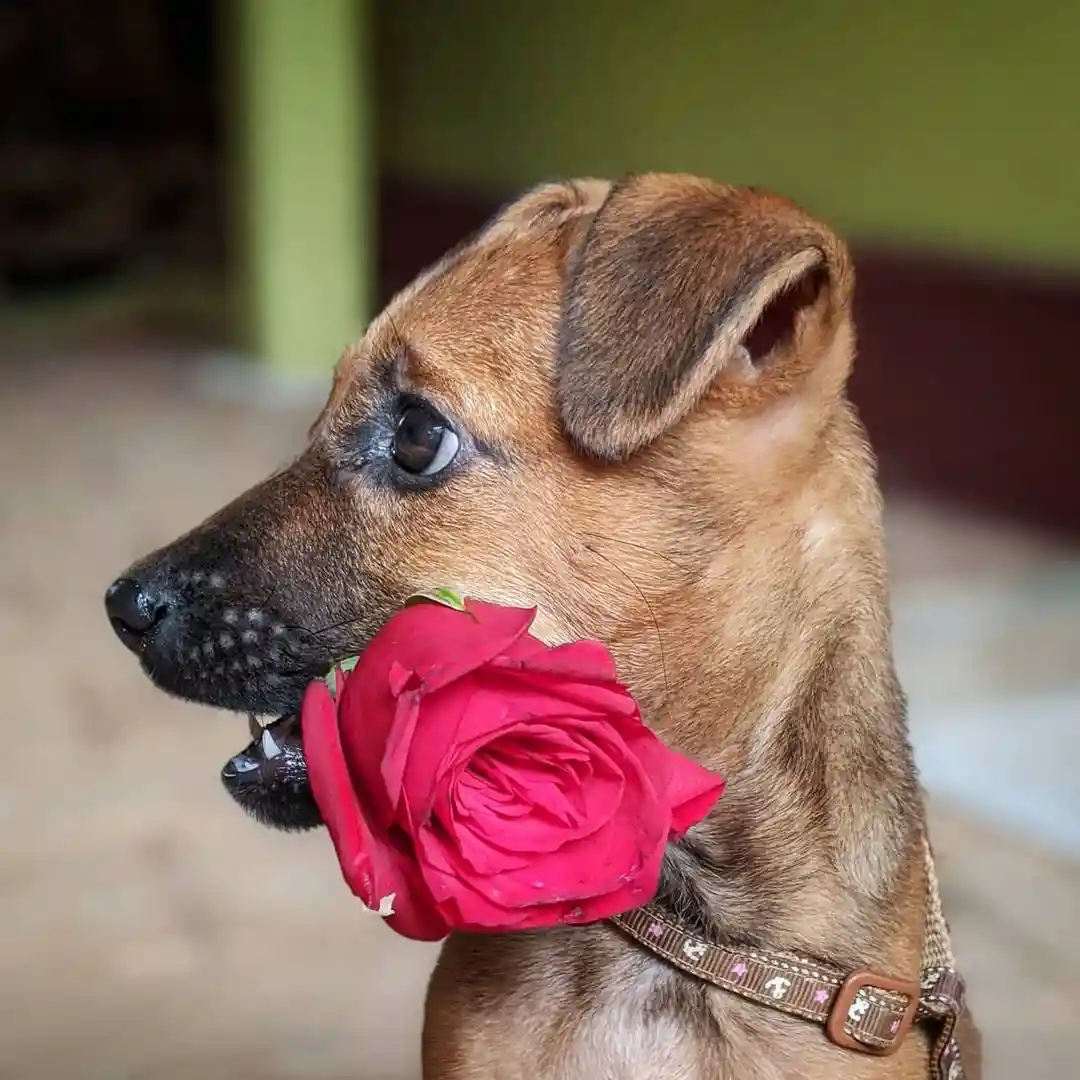 Kombai Puppy