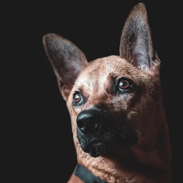 Kombai Dog Head Shape