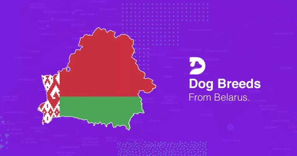 Belarus Dog Breeds