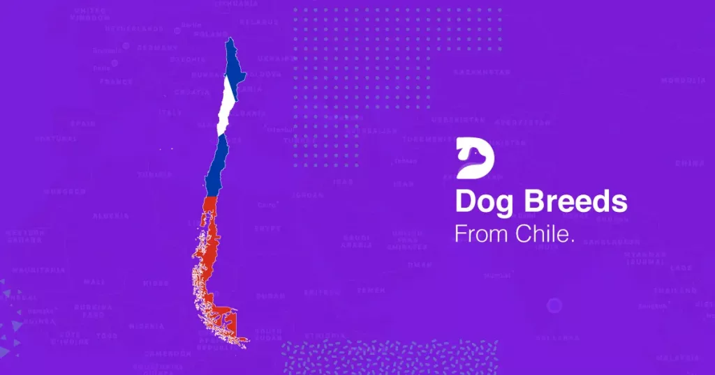 Chilean Dog Breeds