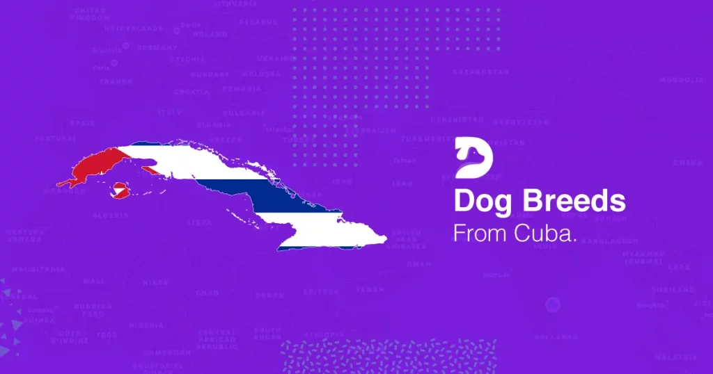 cuba dog breeds
