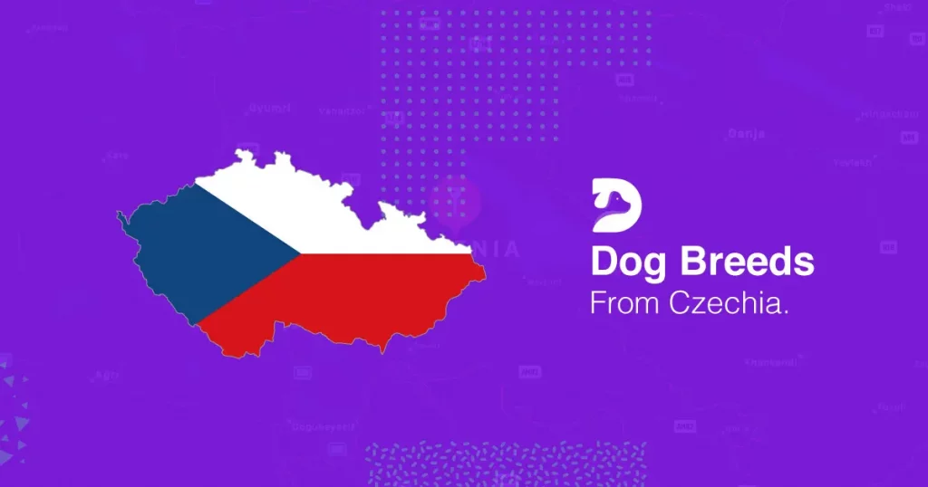czech dog breeds