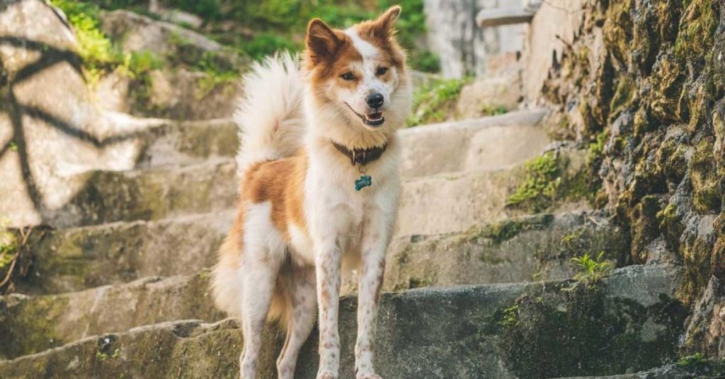 Indonesian Dog Breeds