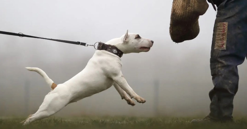 Gull Terrier