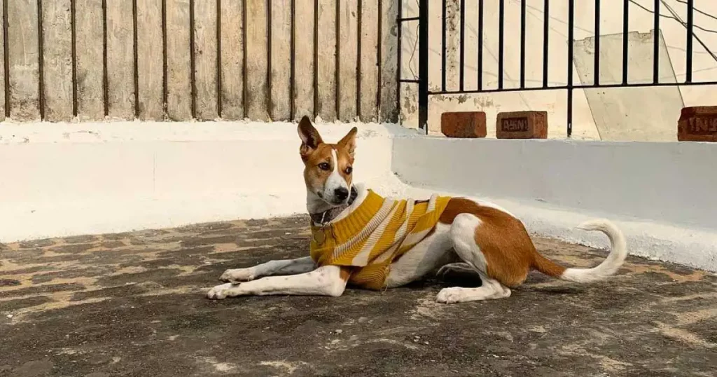 pandikona dog