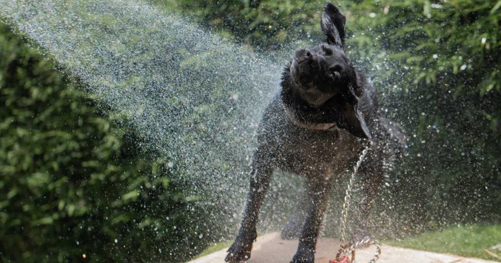 Dog Bath
