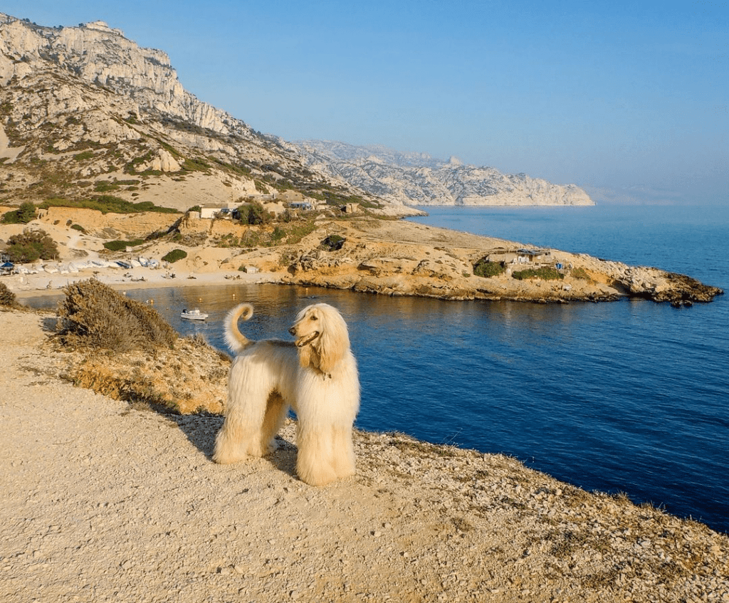 Afghan Hound
