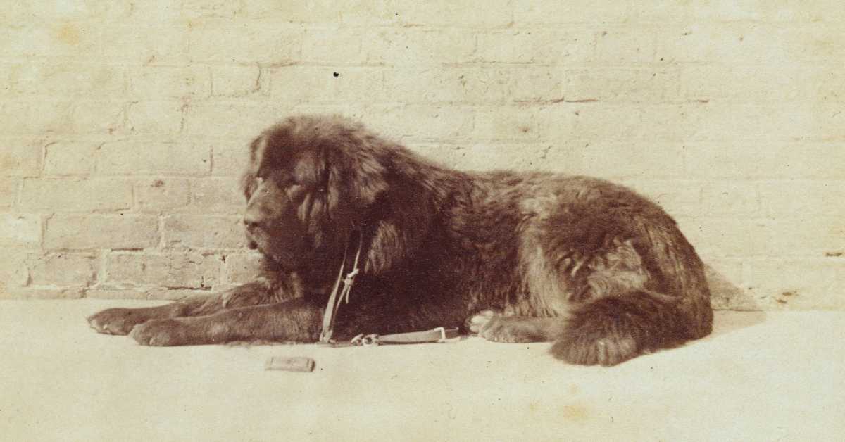 Bout-Tibetan-Mastiff Bout Tibetan Mastiff