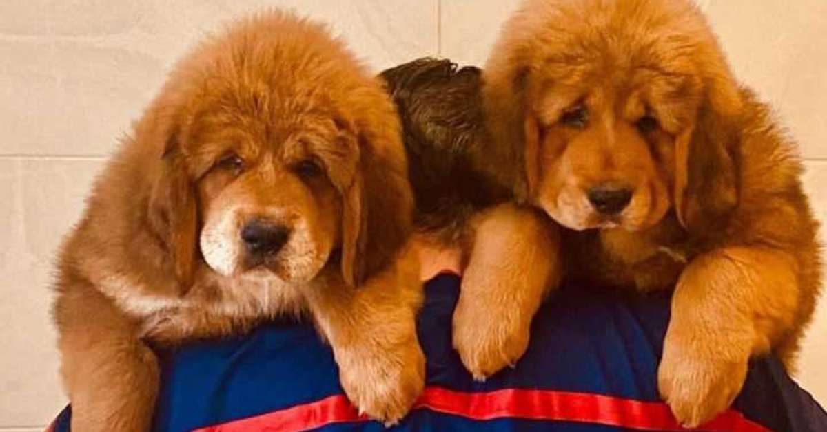 Tibetan-Mastiff-Breeders