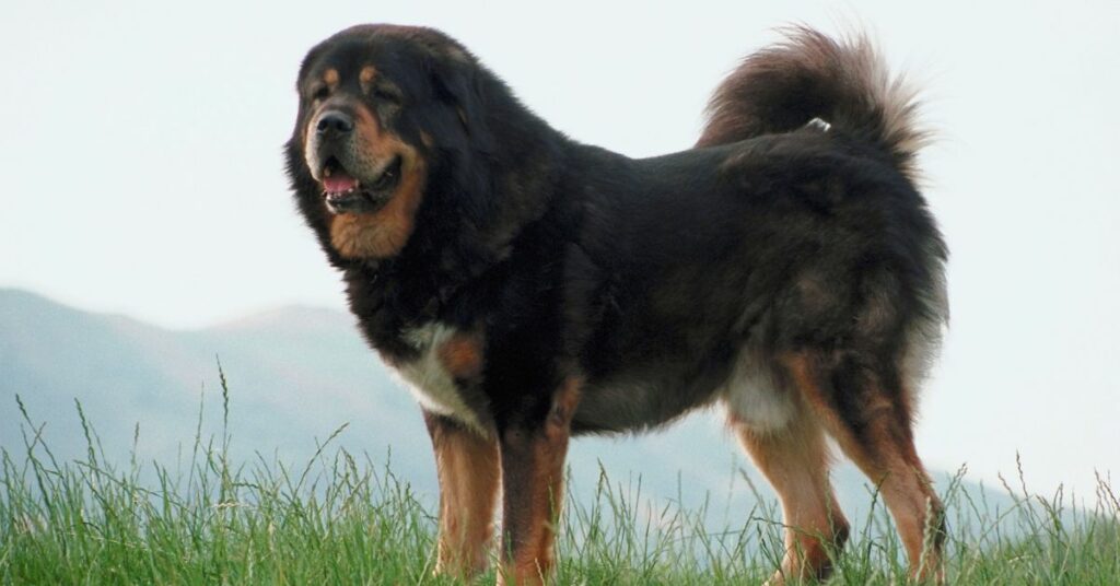 tibetan mastiff price in india