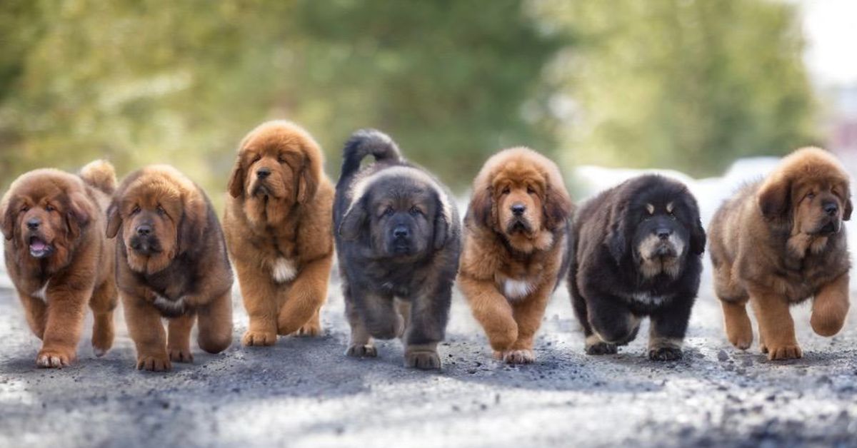 Tibetan-Mastiff-Puppy-Quality