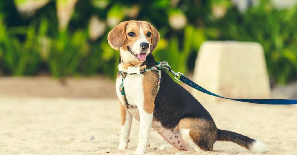 Beagle Price In India