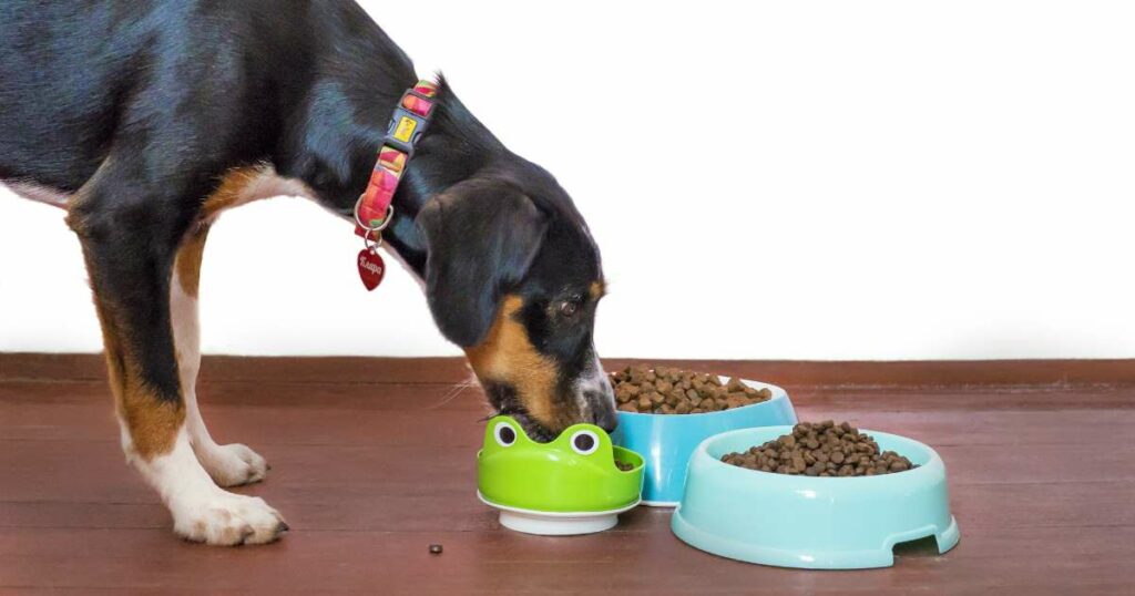 Dog feeding Guide