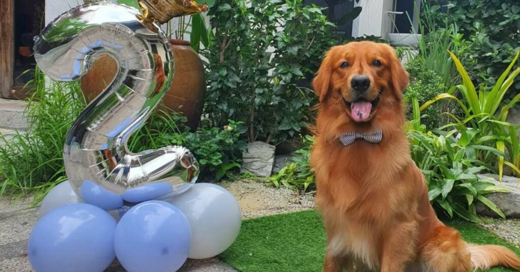 Golden Retriever Price In India