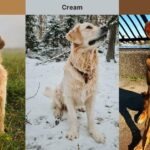 Golden Retrievers In Red Cream and Gold Color