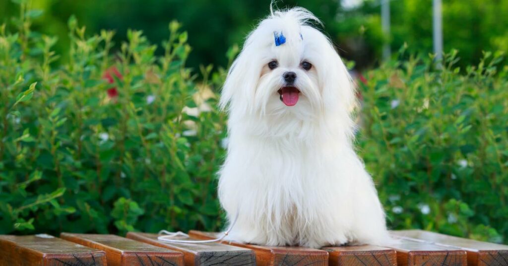 maltese dog price in india