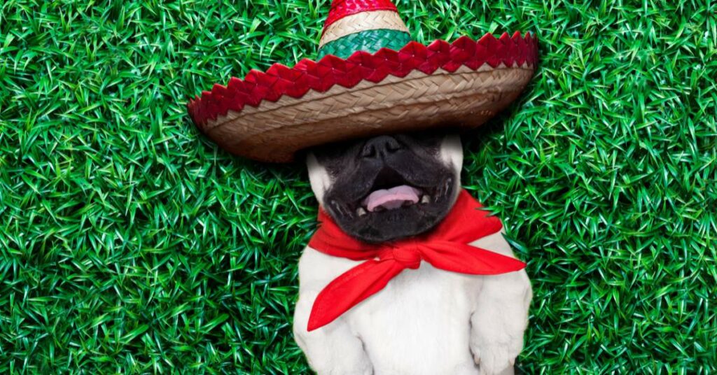 Pug Dog Price In India