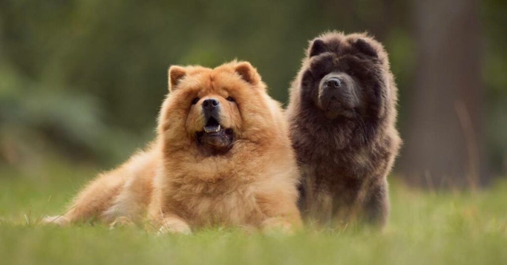 Chow Chow Price In India