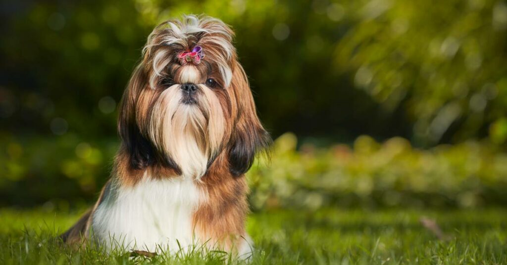 Shih Tzu Prices in India