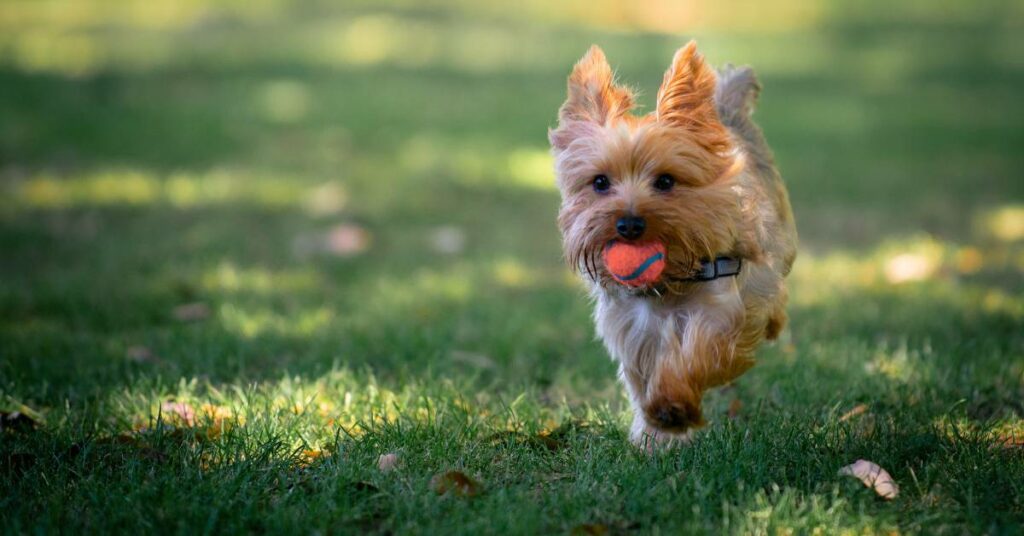 Yorkie