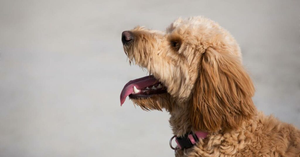 goldendoodle care