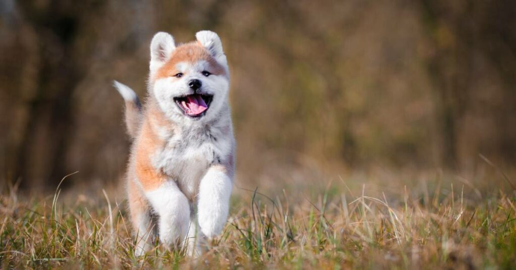 Akita Dog Price In India