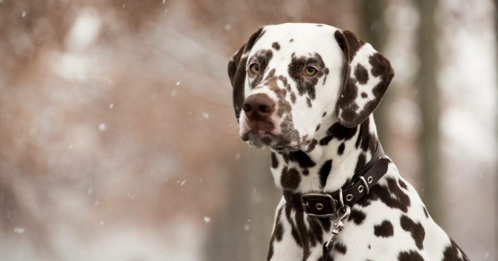 Dalmatian Price In India