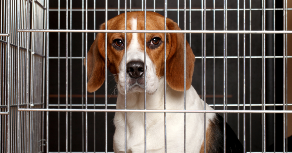 Dog Cage