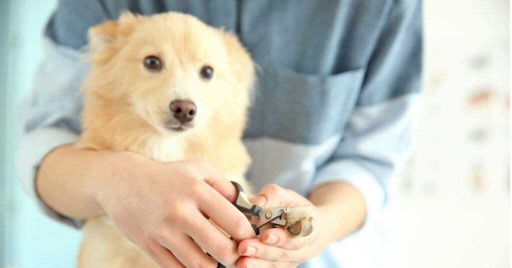 Dog Nail Cutter