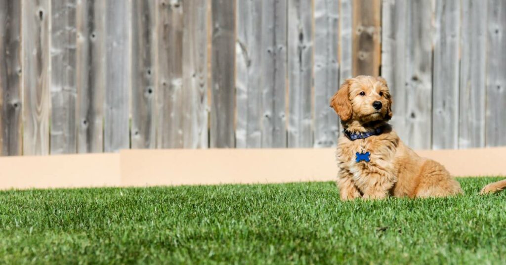 GoldenDoodle