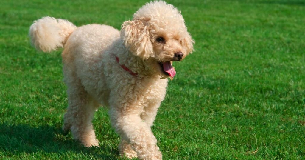 Poodle Price In India