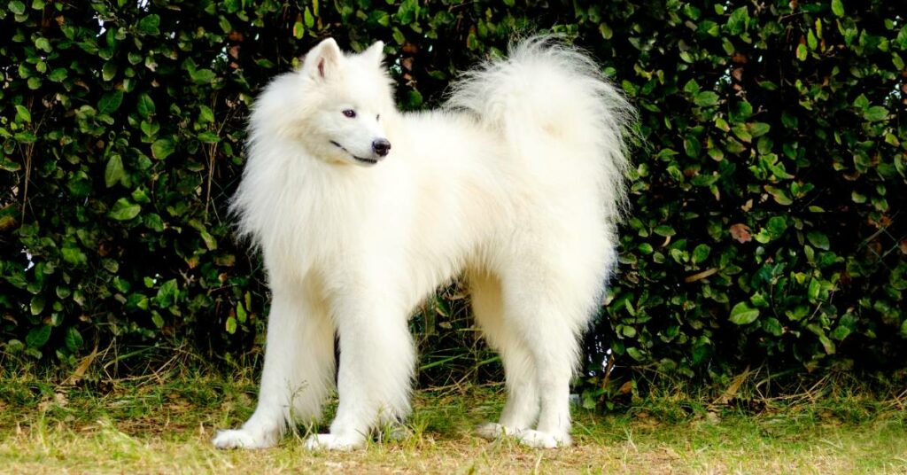 Samoyed Dog Price In India