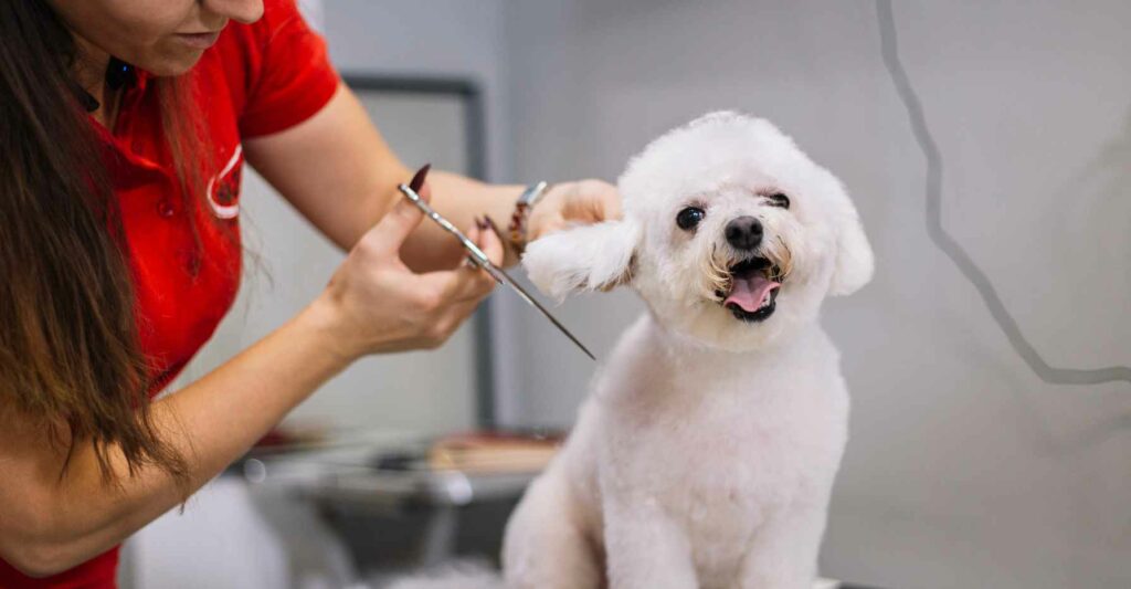 dog grooming near me