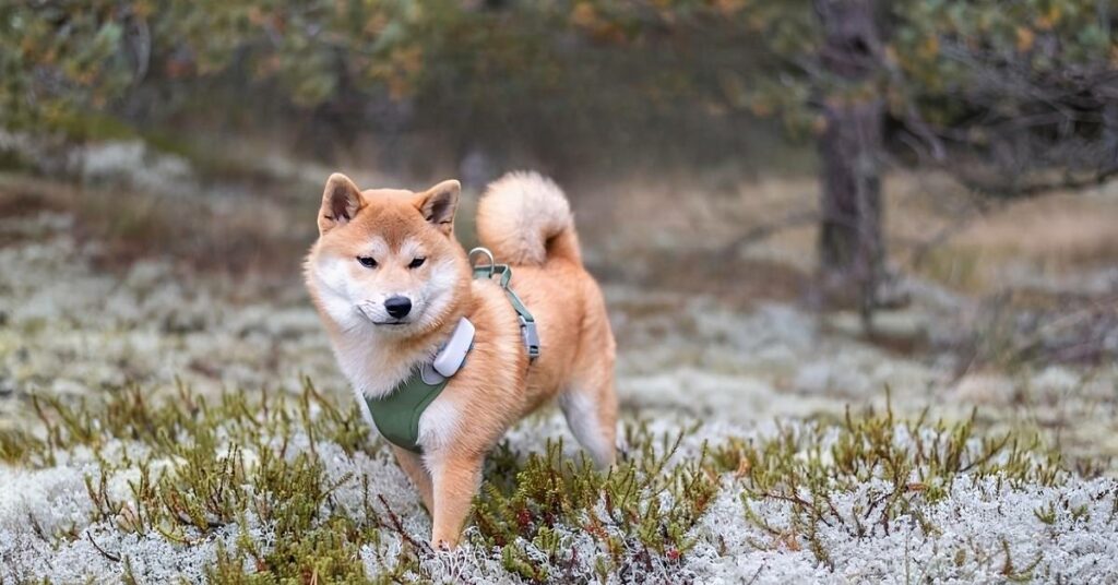 Dog Tracker