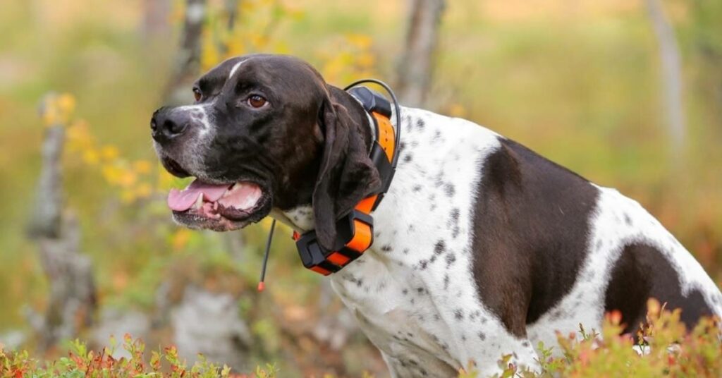 GPS Pet Trackers