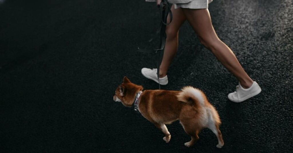 RF Pet Tracker