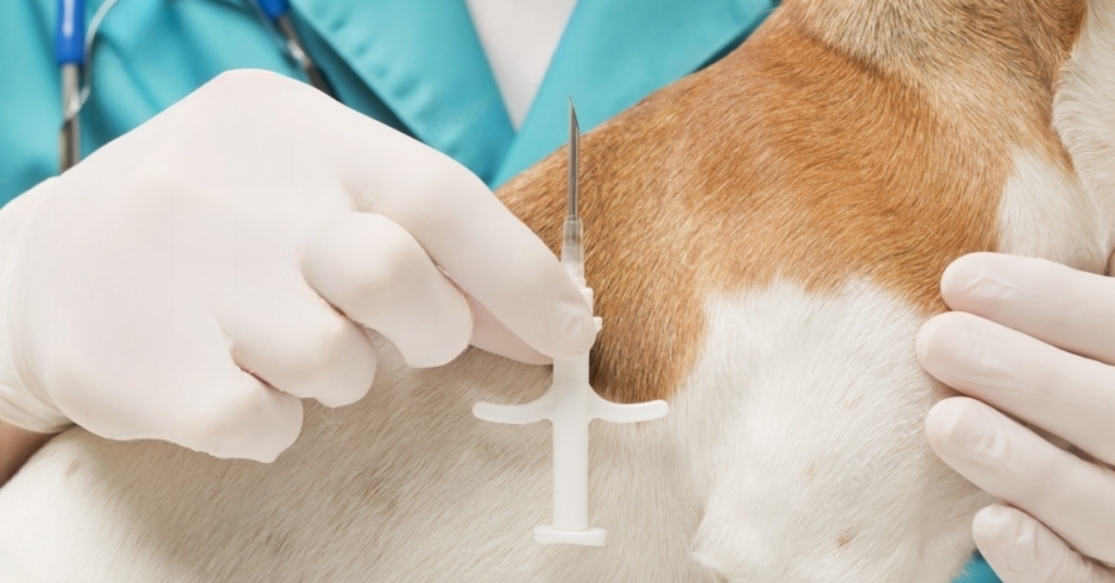 dog microchip