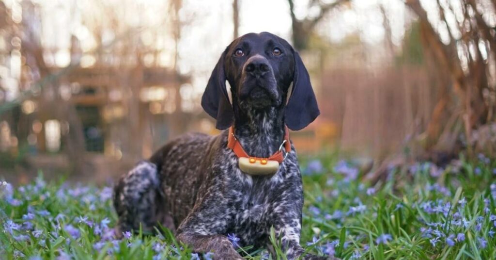 Bluetooth Pet Tracker