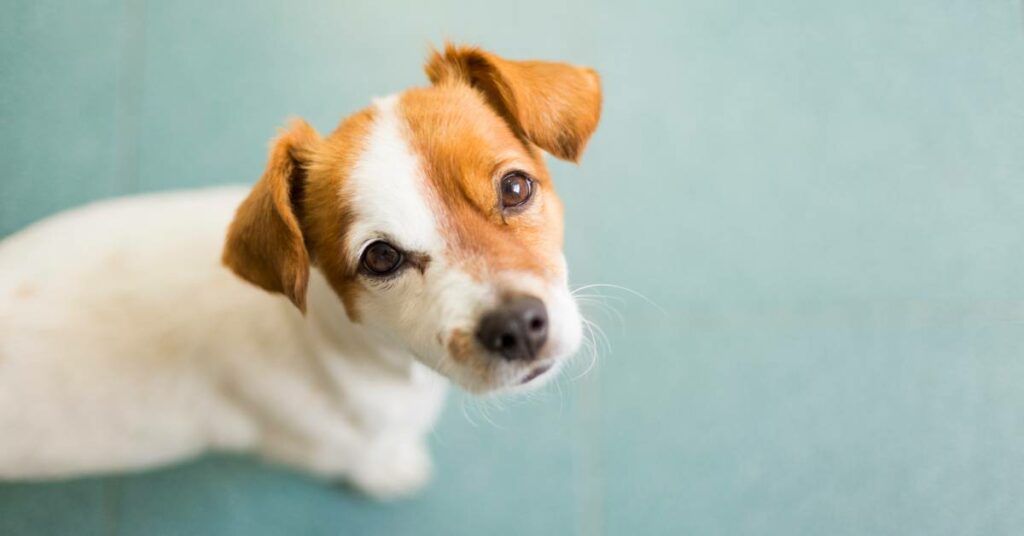 Small DOg Breeds