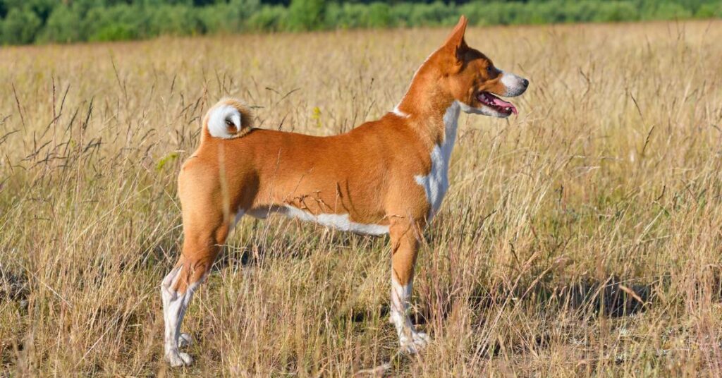 Small Hypoallergenic Dog Breeds