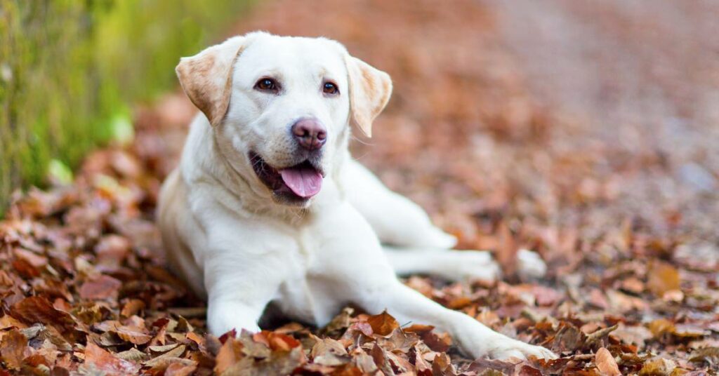 Labrador Price In India
