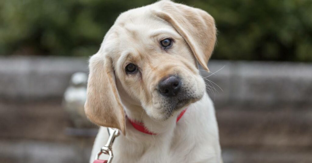 Labrador Retriever FAQs