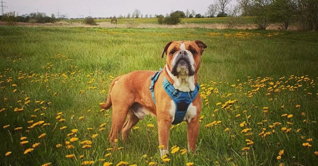 Continental Bulldogs