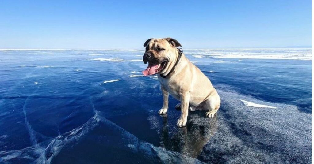 Mallorquin Bulldog