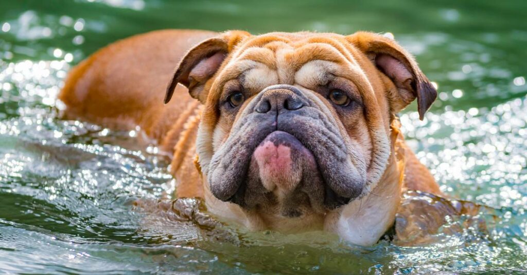 english bulldogs