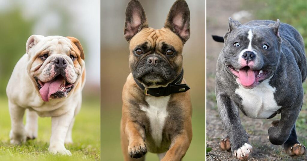 types of bulldogs