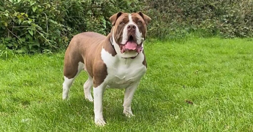 Alapaha Blue Blood Bulldog