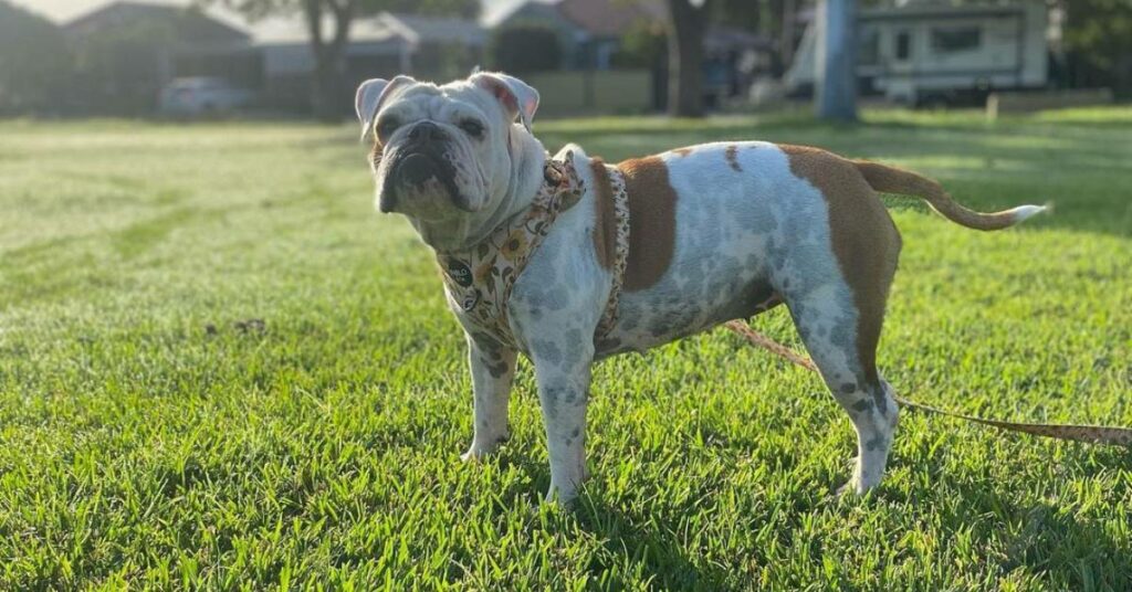 Australian Bulldog