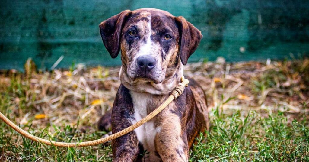 Catahoula Bulldog
