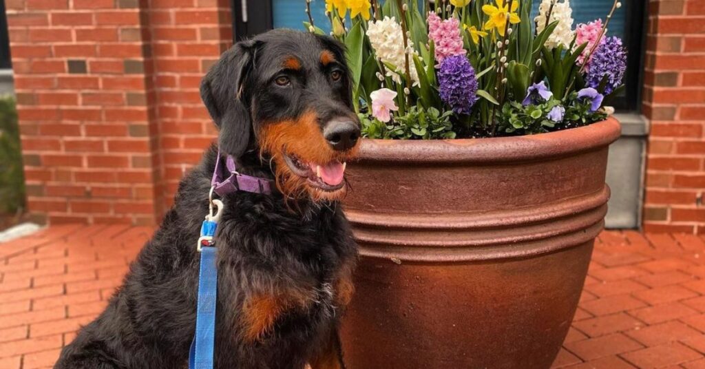 Doberman Poodle Mix